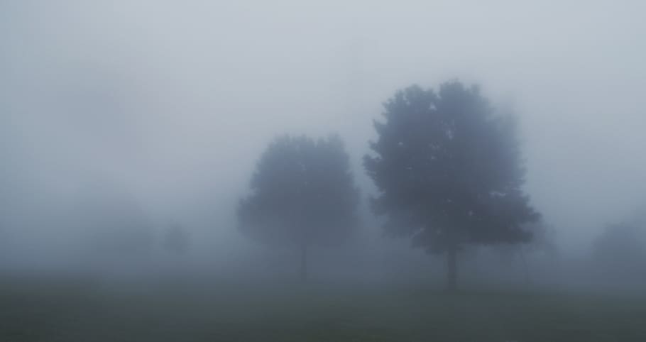 fog, trueb, trees, landscape, nature, haze, weather, forest, light, environment