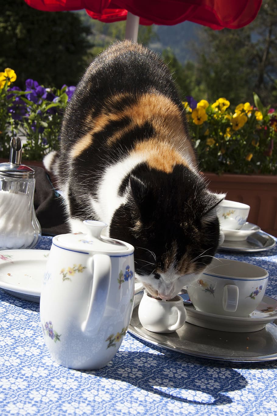 calico, cat drinking, teacup, cat, sweet tooth, lick out, milk bandit, breakfast, coffee, cafe