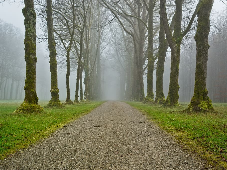fog, away, trees, avenue, autumn, mood, autumn mood, atmosphere, mystical, morning