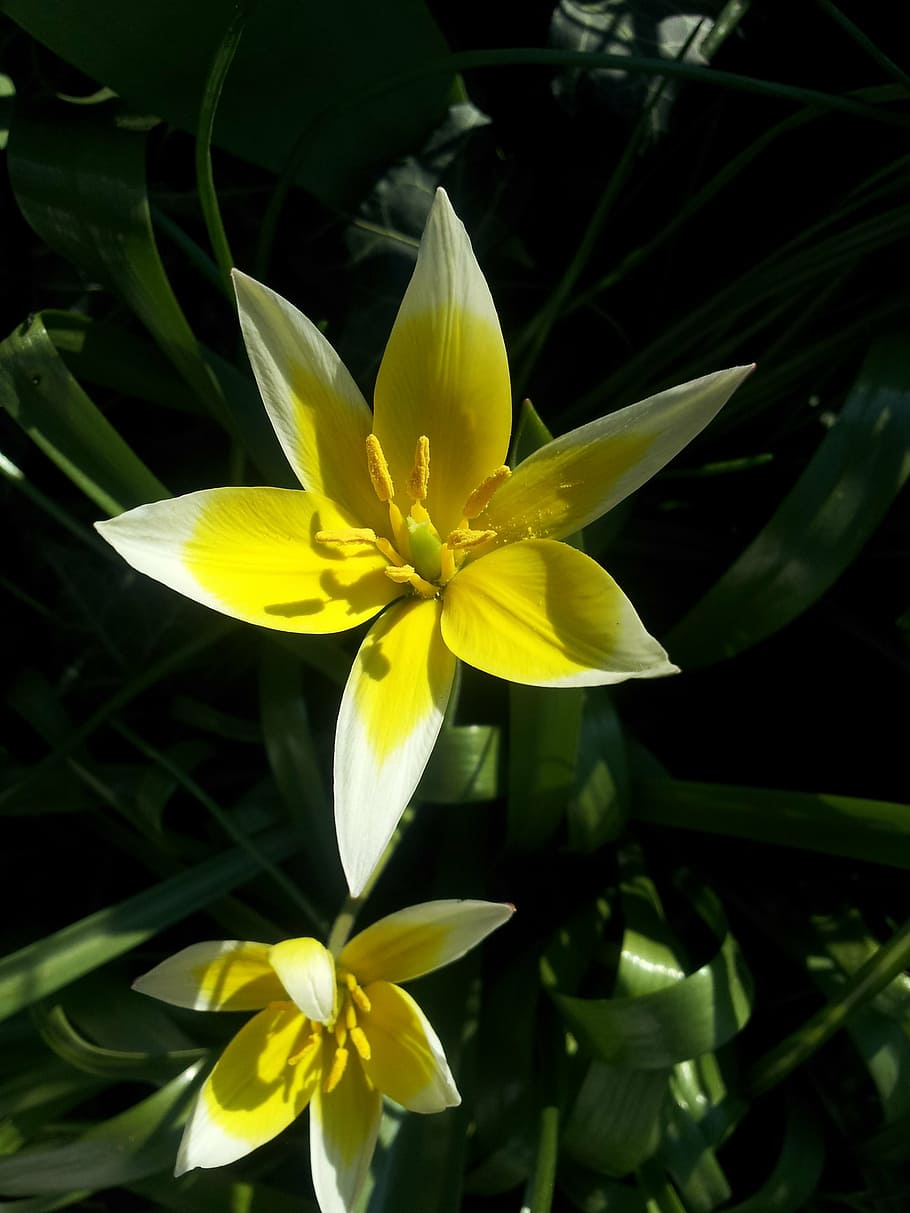 tulip, wild tulip, flower, garden, blossom, bloom, open, yellow, blossomed, lily