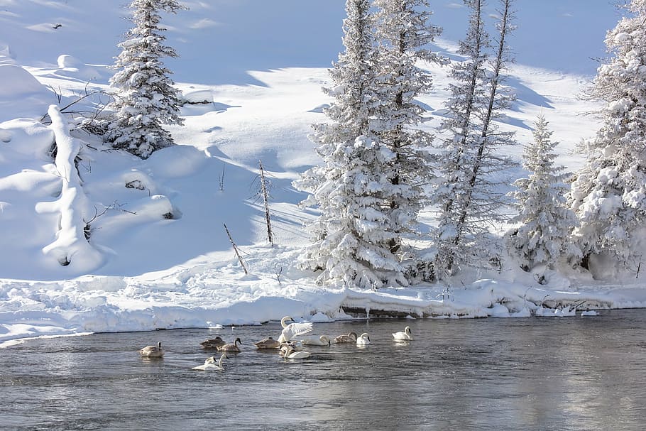 flock, swan, body, water, daytime, trumpeter swans, snow, winter, cold, wildlife