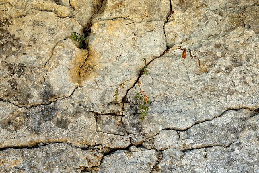 flat, lay, photography, brown, rock, stone, plant, cracked, cracks, fouling