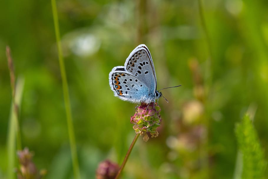 butterfly, common blue, insect, nature, butterflies, close up, meadow, invertebrate, plant, animal wildlife