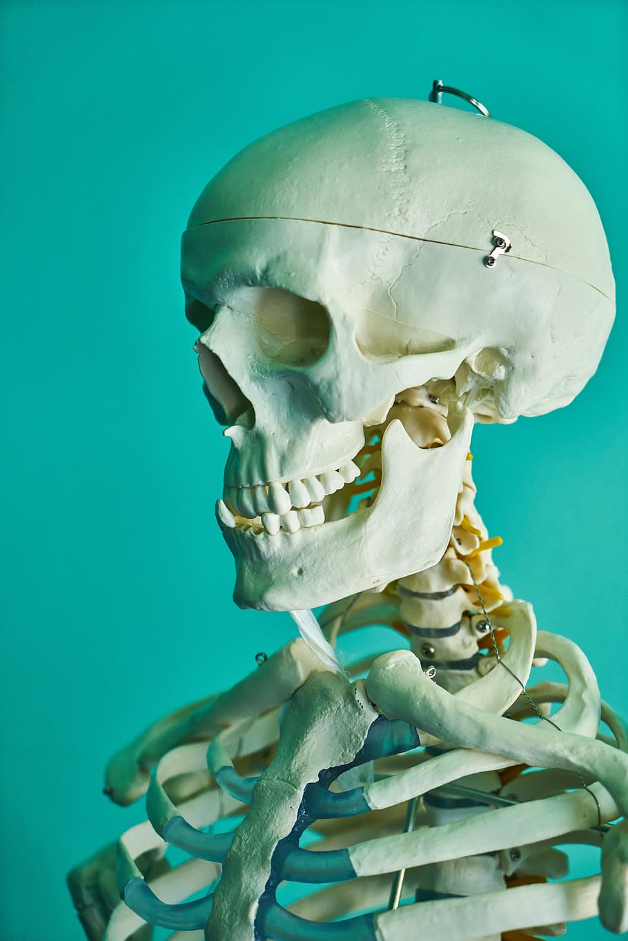 skeleton, death, bone, white, human, dead, head, skull, halloween, horror