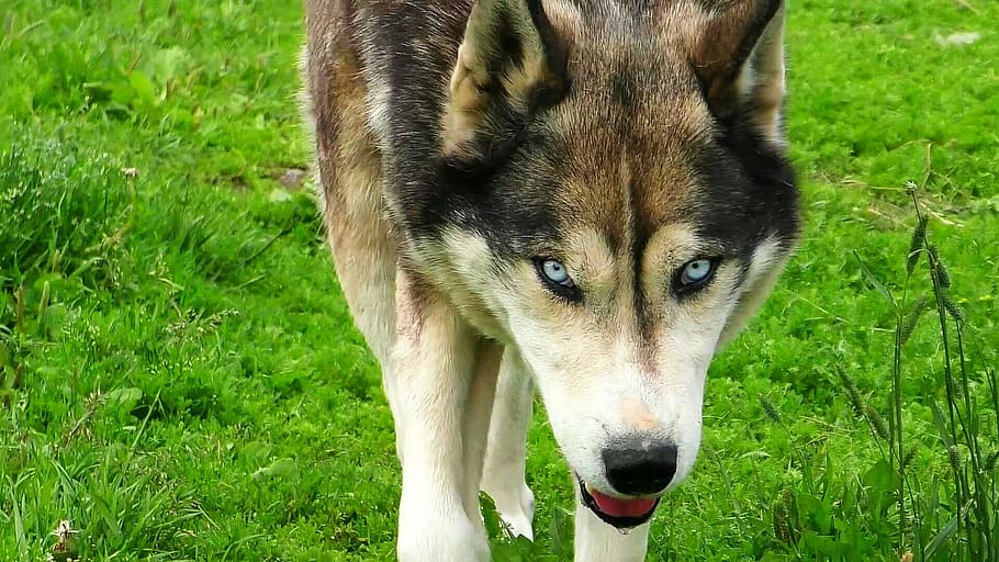 adulto, branco, preto, siberiano, fotografia de close-up, Husky, Lobo, Cão, Animal selvagem, Sombrio