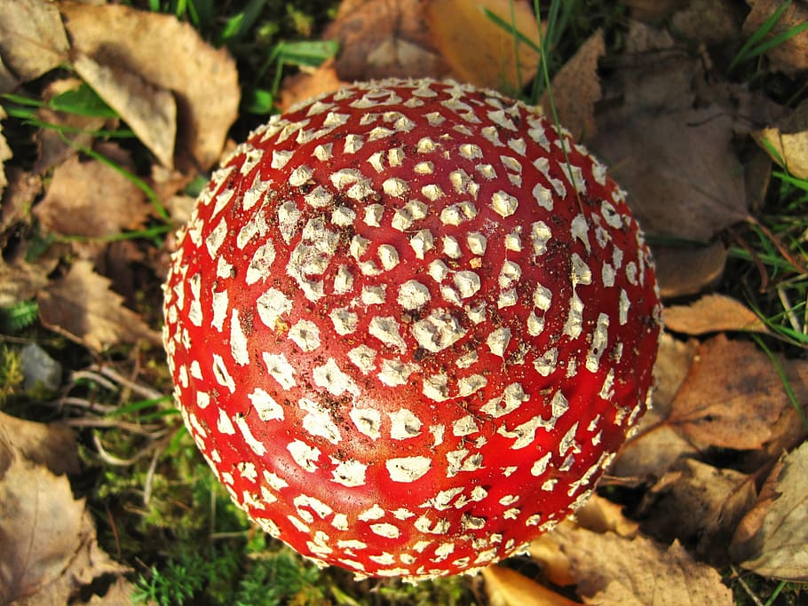 from above, fly agaric, lucky guy, amanita muscaria, fungal species, red, firs, mushroom, autumn, forest