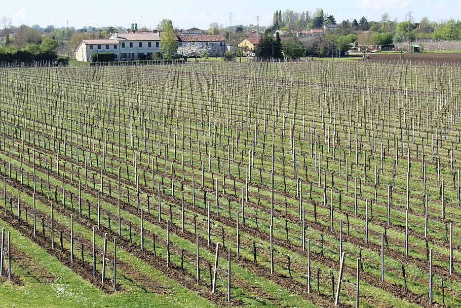 vineyard, screw, wine, grapes, vintage, agriculture, veneto, rural scene, land, field