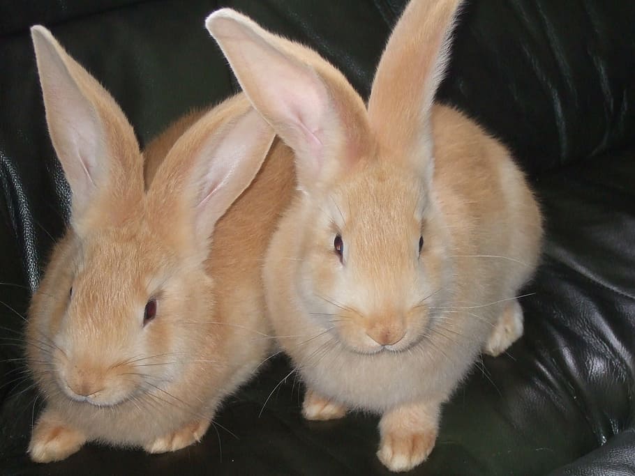 two, beige, rabbits, black, sofa, bunny, friends, animals, wildlife, mammal