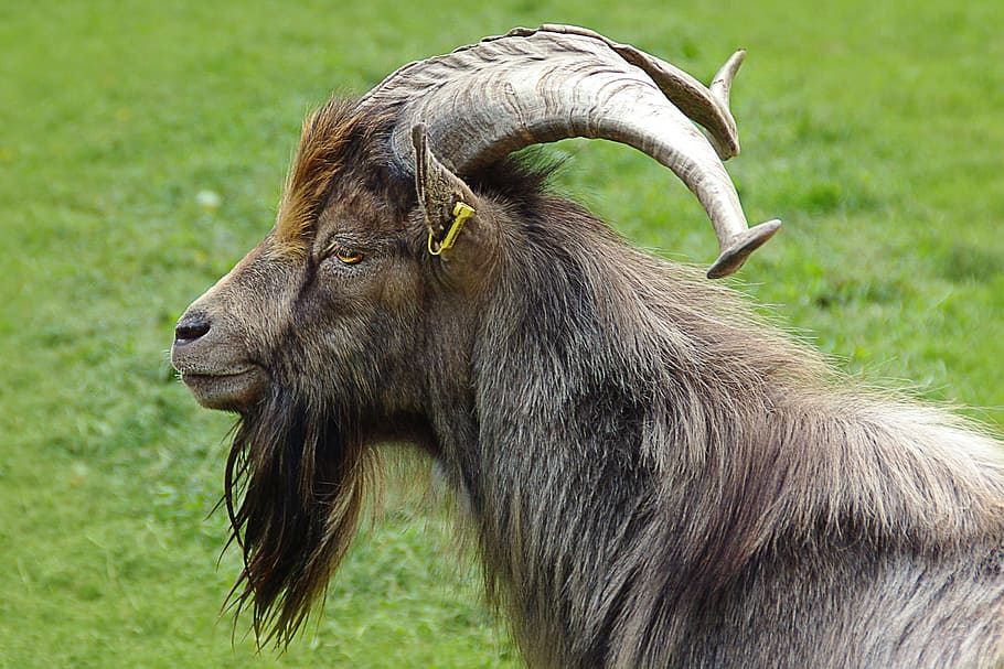 brown ram, brown, ram, billy goat, goat buck, portrait, horns, goatee, zoo, one animal
