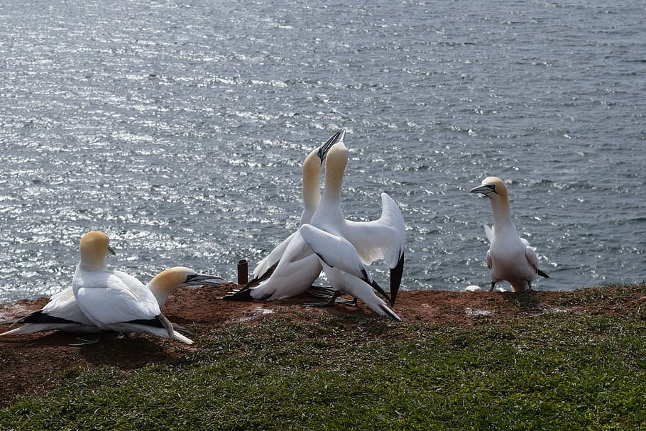 northern gannet, helgoland, bird, north sea, sea island, group of animals, animals in the wild, animal wildlife, animal themes, vertebrate