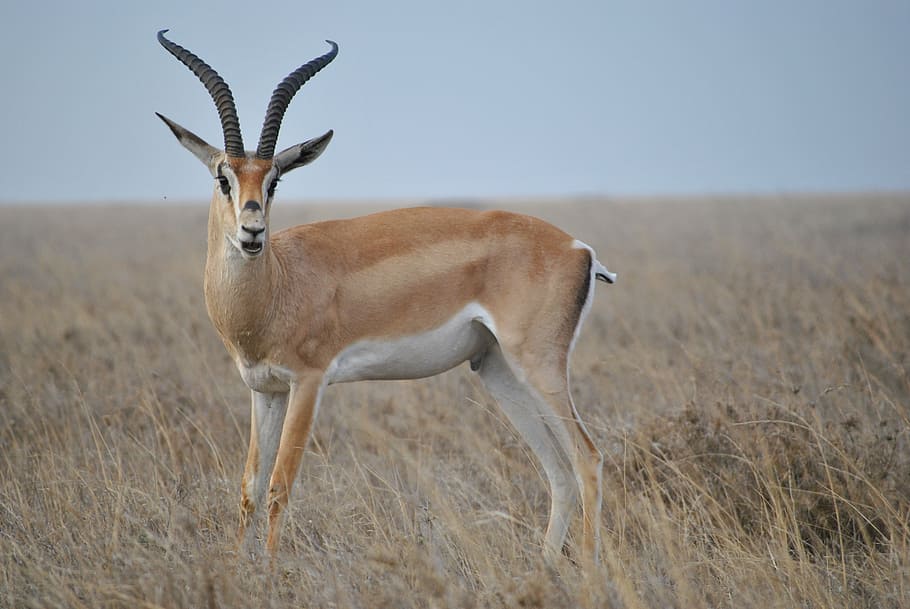 brown, antelope, green, grass field, africa, tanzania, national park, safari, serengeti, animal wildlife