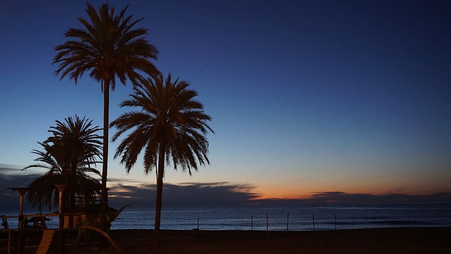 Marbella, España, amanecer, palmeras, playa, Málaga, Andalucía, palmera, clima tropical, cielo