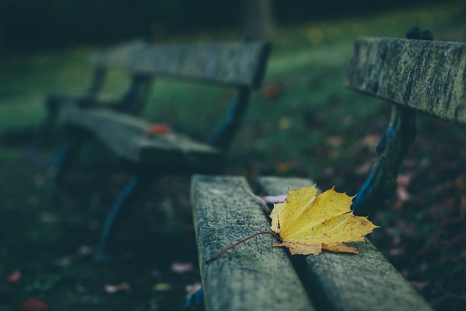 maple leaf, gray, wooden, bench, yellow, maple, leaf, park, fall, autumn