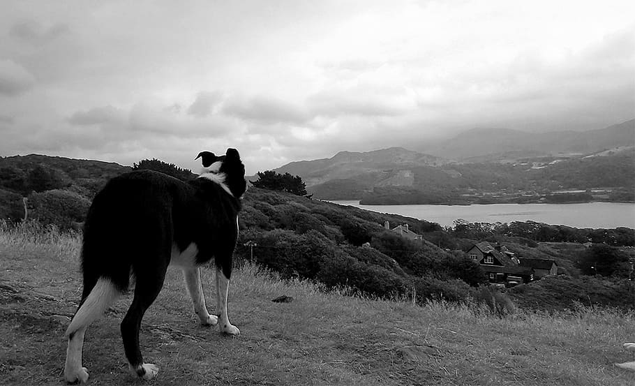 grayscale photography, adult border collie, dog, sea, sky, nature, clouds, black and white, hillside, field