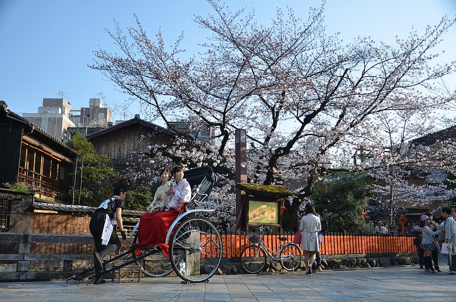 people gathering, front, white, blossom, tree, japan, kyoto, sakura, spring, architecture