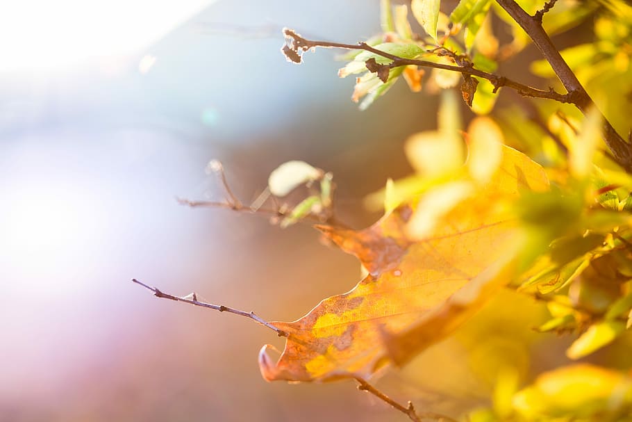 daun musim gugur berwarna-warni, Warna-warni, Daun Musim Gugur, abstrak, musim gugur, daun, alam, pohon, cabang, musim