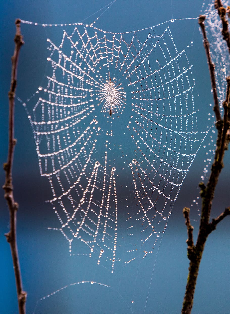 spider web, spider, dew, insects, morning dew, network, fragility, vulnerability, close-up, nature