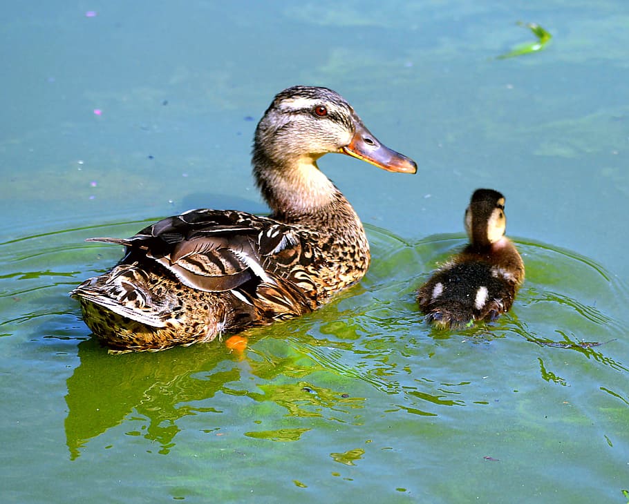 entenkuecken, water, wild ducks, duck, water bird, nature, lake, bird, duck bird, pond
