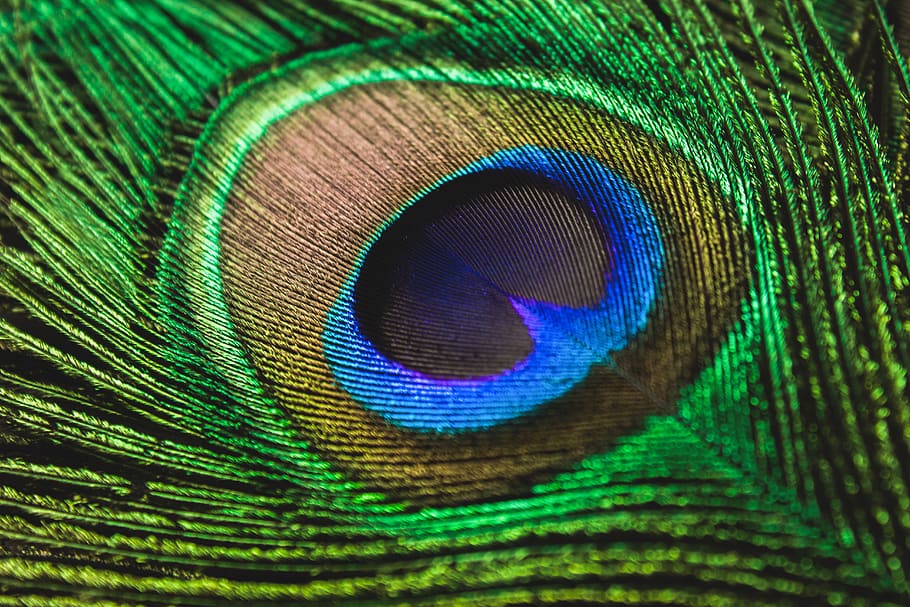 peacock feather, peacock, colorful, peacock feathers, feather photo, beautiful, abstract, zoo, bird, animal
