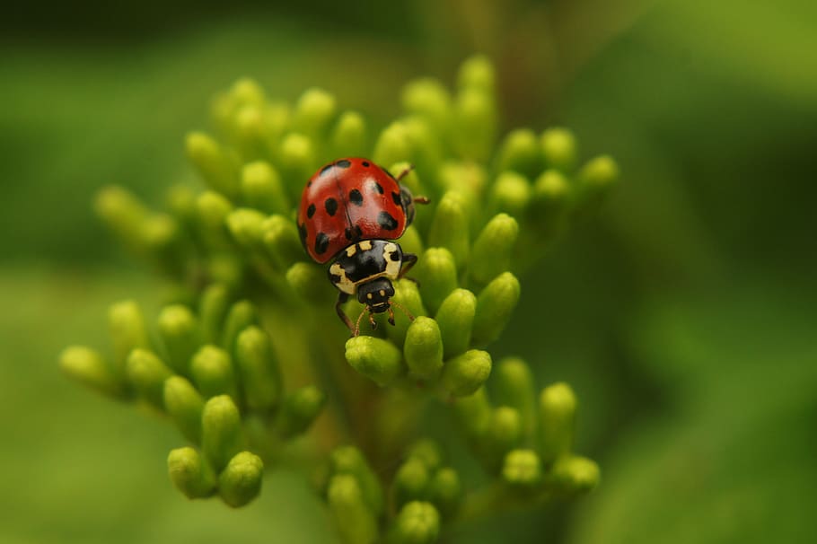 ladybug, insect, macro, vaquita de san antonio, green color, plant, close-up, invertebrate, beetle, animal themes