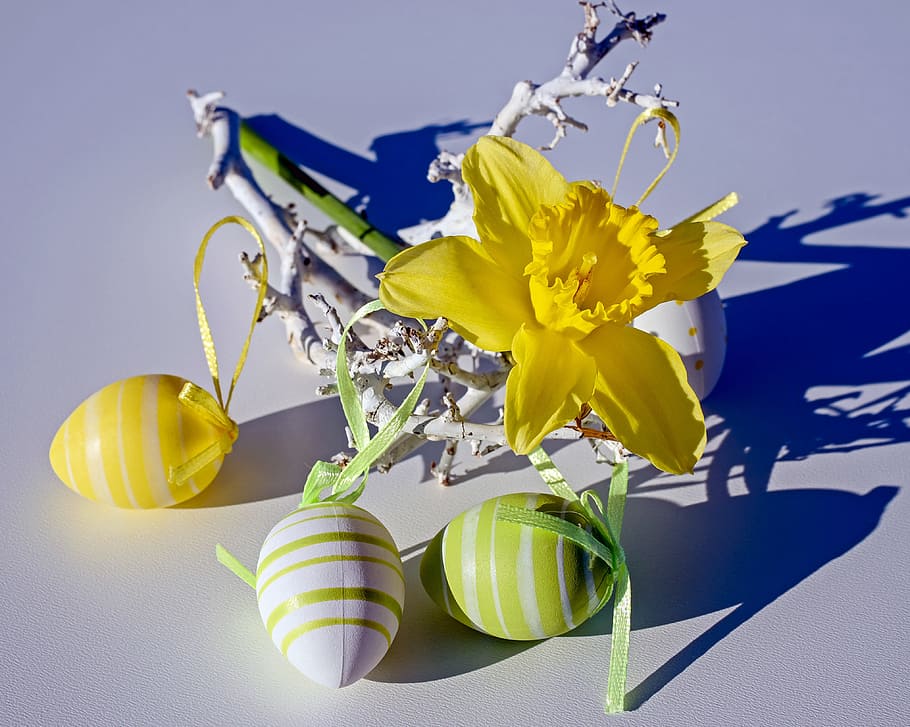 yellow, daffodil flowers, three, assorted-color plastic eggs, easter theme, daffodil, flower, flowers, easter eggs, colorful