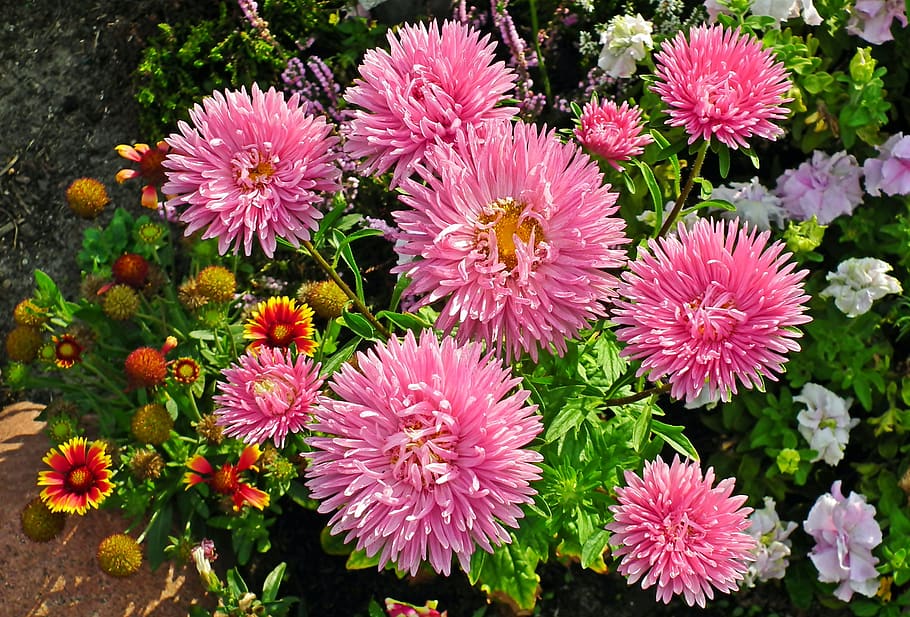 astra, bunga, pink, taman, musim panas, kelopak, alam, subur, dekoratif, closeup