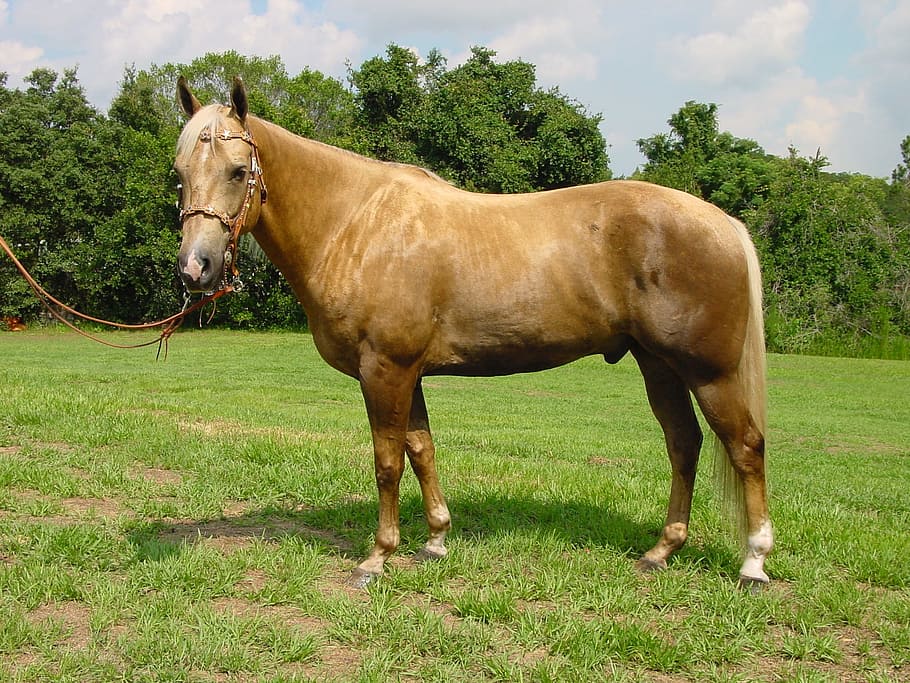 caballo marrón, caballo, yegua, semental, melena, ecuestre, mamífero, nacional, equino, árabe