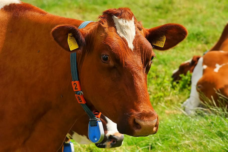 brown, cow, green, grasses, red orange, pasture, curious, animal, attention, agriculture