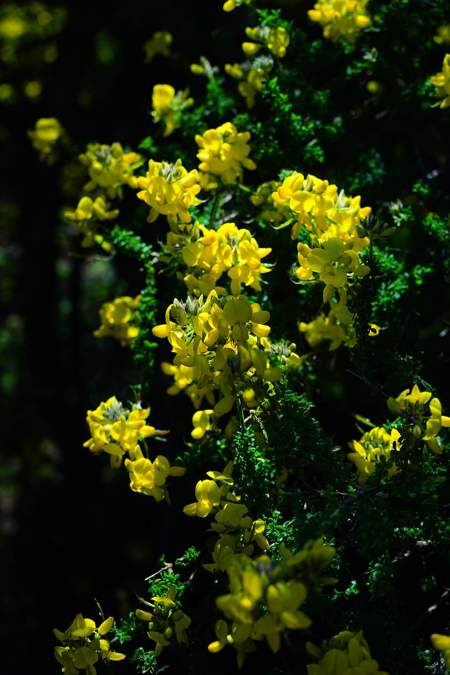 broom, flowers, yellow, sticky glandular broom, adenocarpus viscosus, endemic, tenerife, canary islands, gland broom, adenocarpus