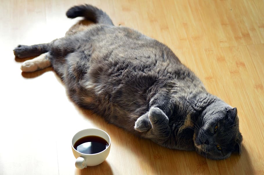 短い毛皮の黒い猫, 猫, 暗い, コーヒー, 怠zy, 横たわっている, 木, 木製, 床, スコットランド