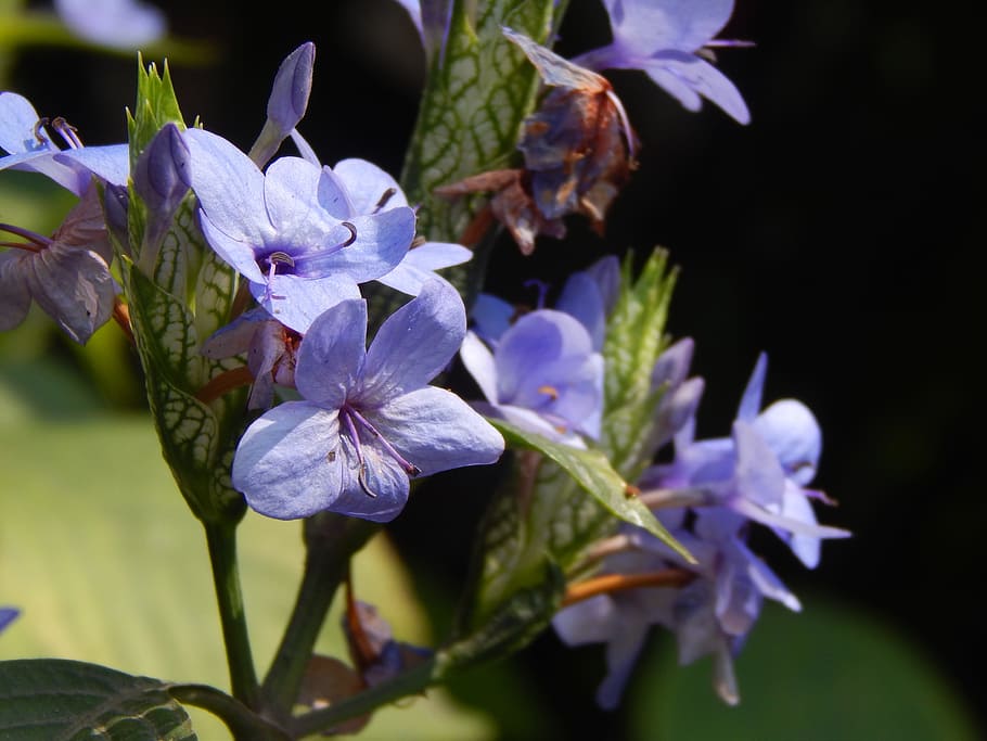 flores, azul, lilas, ramillete, planta floreciente, flor, planta,  fragilidad, vulnerabilidad, belleza en la naturaleza | Pxfuel