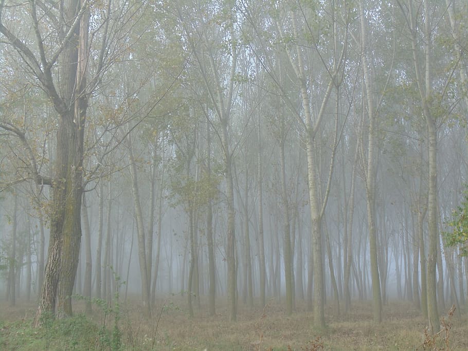forest, trees, in the morning, fog, late autumn, tree, plant, land, tranquility, woodland