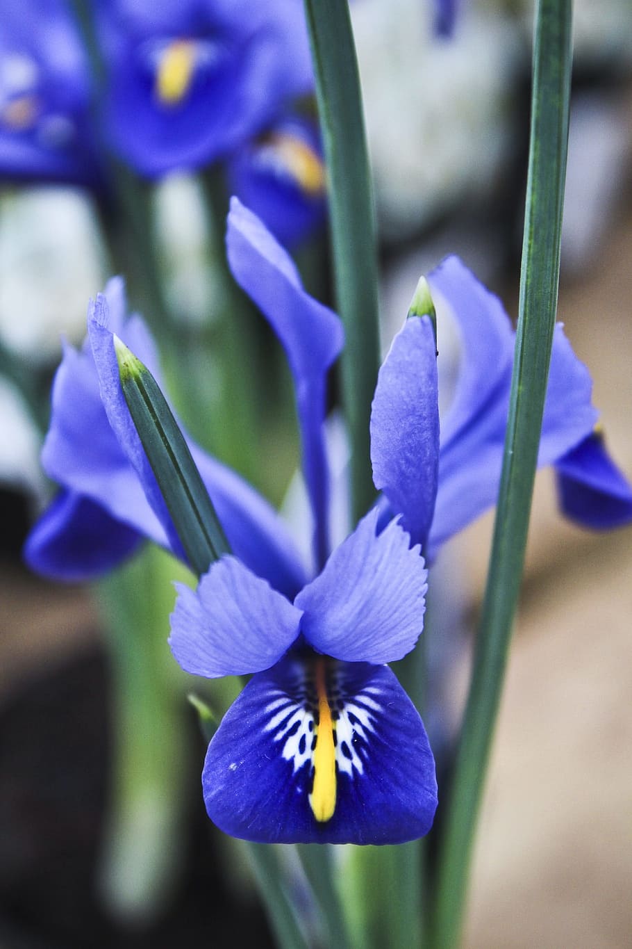 アイリス 春の花 青い花 花 紫 花びら 成長 もろさ 頭花 開花植物 Pxfuel