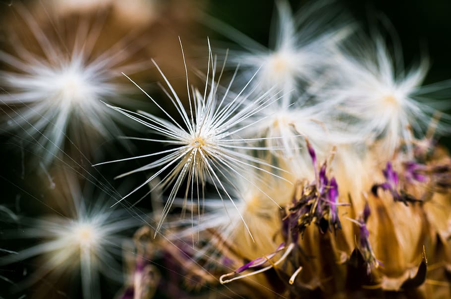 Nature, Seeds, Plant, Faded, autumn, close, star, flower, fragility ...