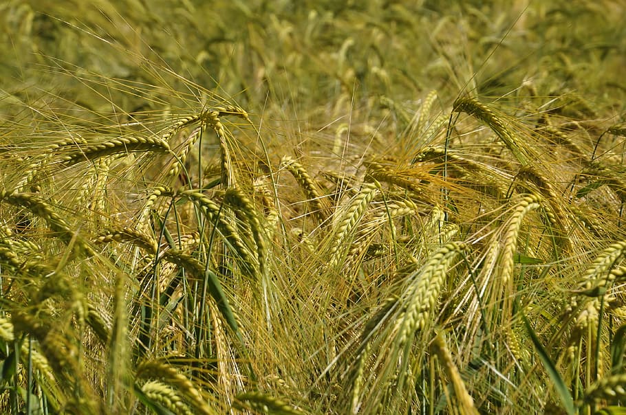 trigo, prato, oro, campo, naturaleza, verano, primavera, agricultura, paisaje, cereales