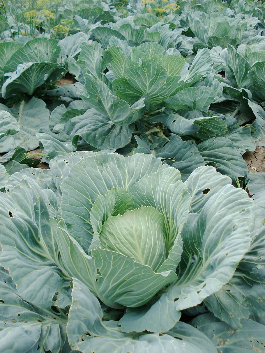 sprouts, cabbage, plant, vegetable, leaf, plant part, green color, growth, nature, day
