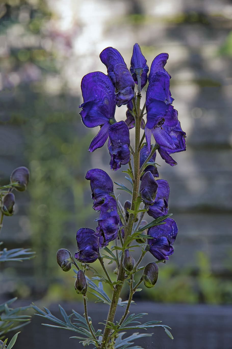 Monkshood, púrpura oscuro, azul, púrpura, aconitum napellus, acónito, hahnenfußgewächs, ranunculaceae, moenchskapp, gorra de pescador