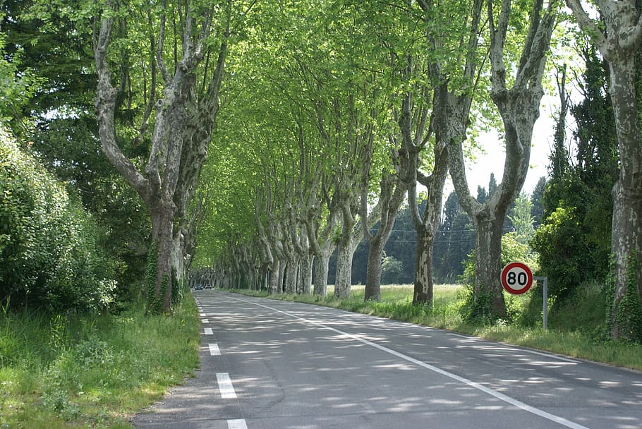 south of france, road, provence, tree, sign, plant, the way forward, transportation, direction, road sign