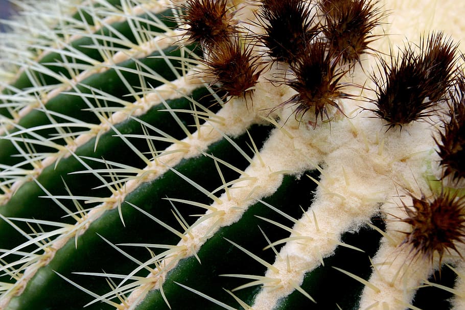 Cactus, Macro, Thorns, green, golden ball cactus, cactus greenhouse, echinocactus, spur, prickly, plant