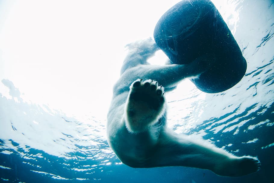 fotografía de ángulo bajo, polar, oso, tenencia, barril, submarino, vida silvestre, animal, agua, río