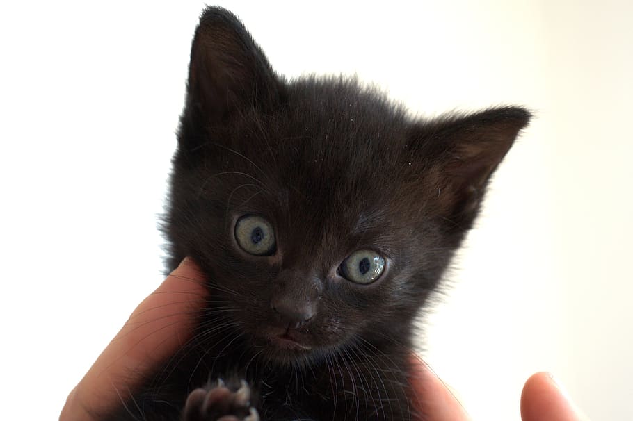 gato, gatito, negro, lindo, ojos, gato doméstico, ojos de gato, retrato, peludo, cara