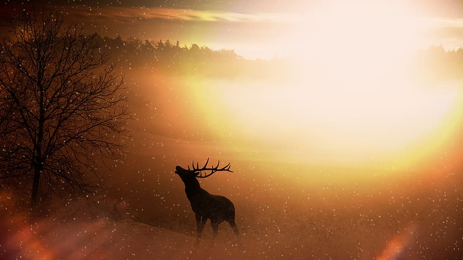 silhouette, deer, yellow, sunlight, field, nature, hirsch, wild, antler, sunrise