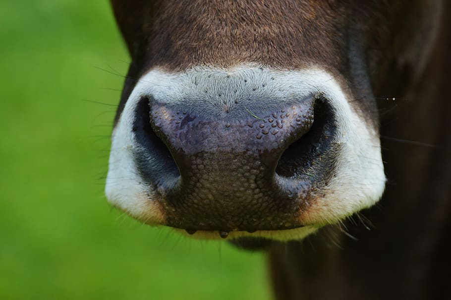 vaca, nariz, animal, hocico, pie, ganado, agricultura, carne de res, olor, vacas