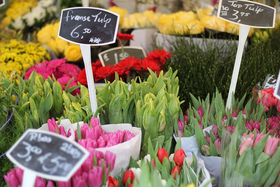 bunga, tulip, pasar, rotterdam, belanda, perjalanan, tanaman berbunga, label harga, tanaman, teks