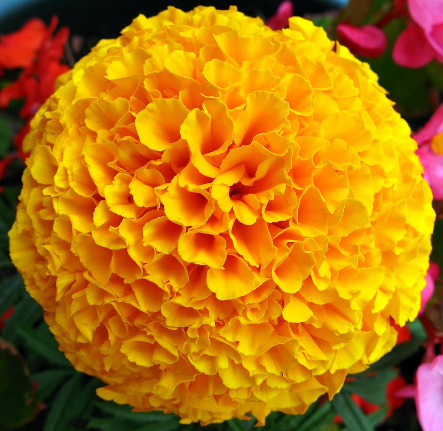 close-up photo, yellow, marigold flower, flower, marigold, french, floral, nature, macro, fresh