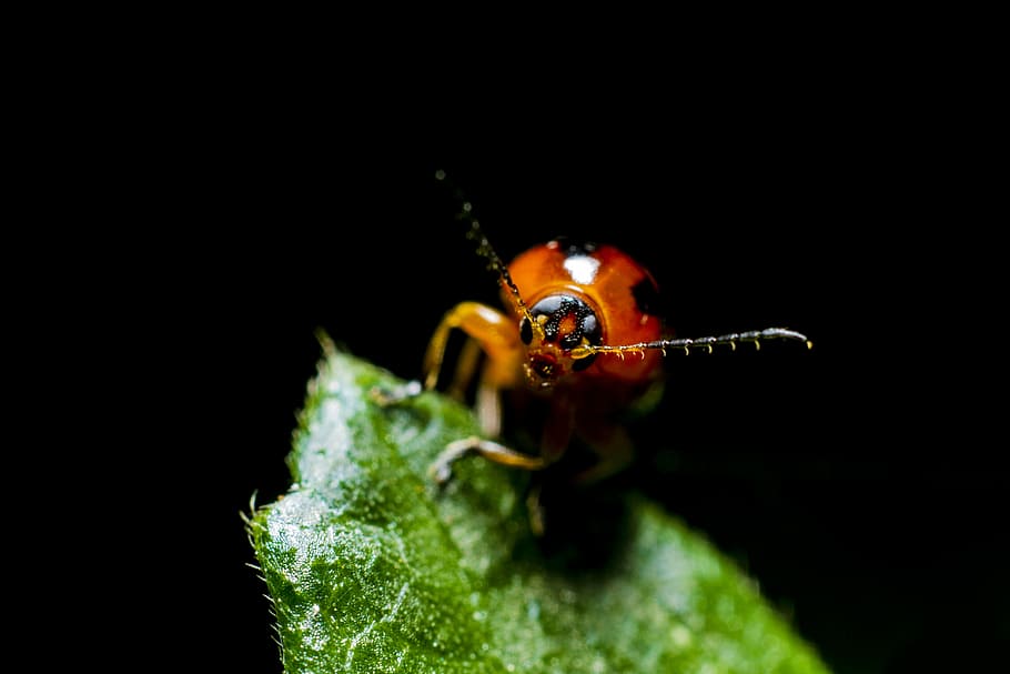 brown, beetle, green, leaf, tilt, shift, photography, blur, dark, bug