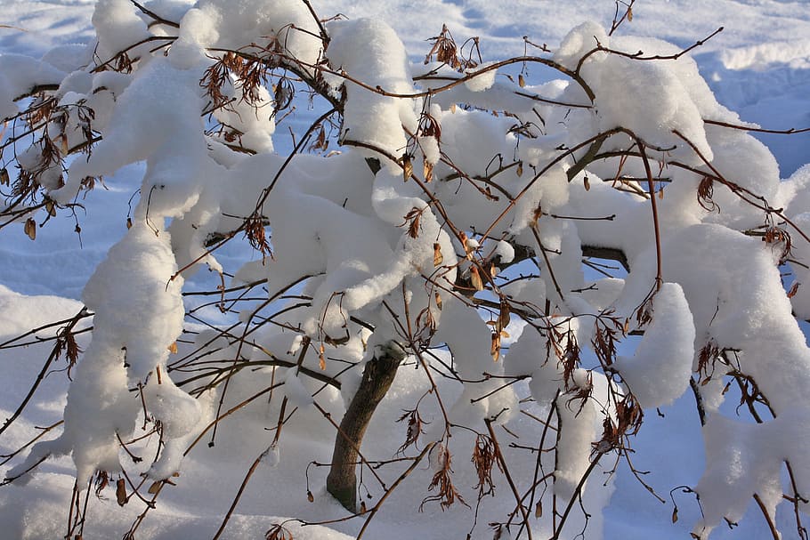 冬, 雪, 低木, 自然, 木, 寒さ-温度, 霜, 枝, 氷, 凍結