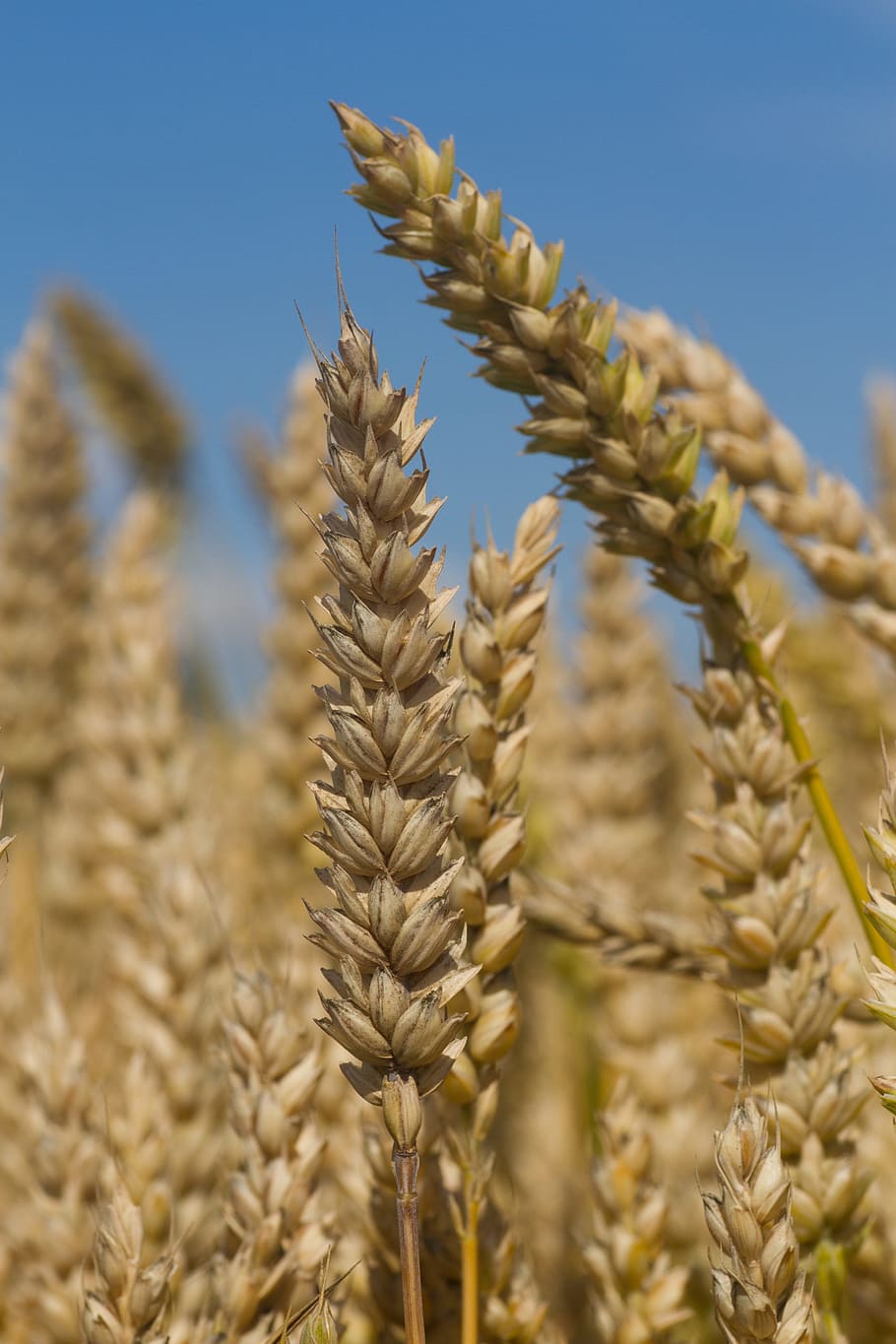 Хлеба зерновые культуры. Плотноколосая пшеница. Гандум пшеница. Спелая пшеница.