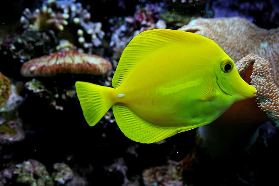 fish fish, swimming, coral, yellow tang, fish, saltwater, popular, aquarium, reef, tank