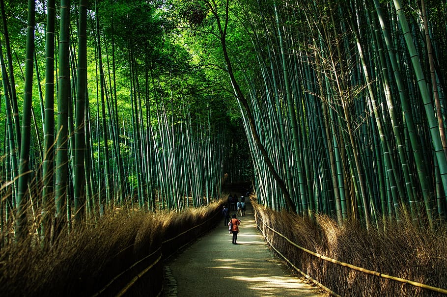 people, walking, road, surrounded, bamboo trees, daytrime, kyoto, japan, natural, bamboo